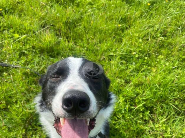 2 year old border collie male for sale in Warrington, Cheshire