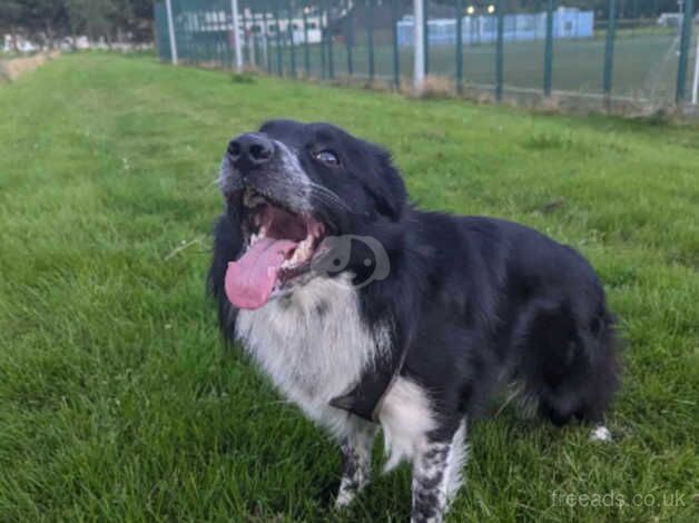 2 year old collie looking for home for sale in Ayr, South Ayrshire