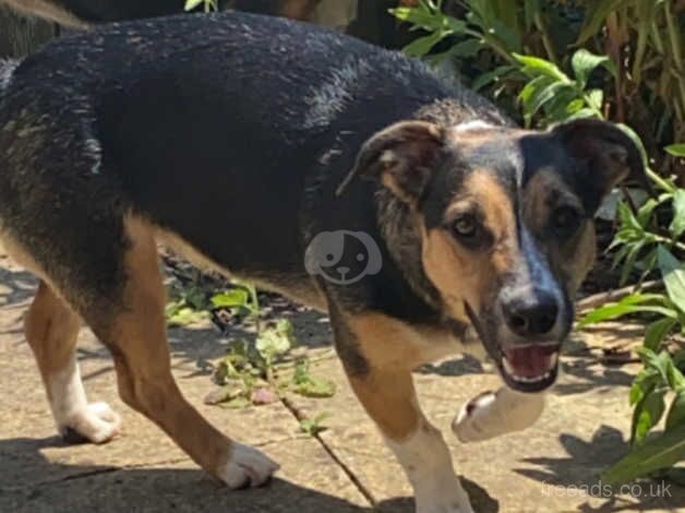 2 year old female Jack Russell Cross Border Collie for sale in Gloucester, Gloucestershire - Image 1