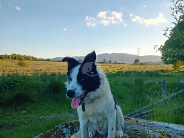 2 yo collie for sale in Bala/Y Bala, Gwynedd