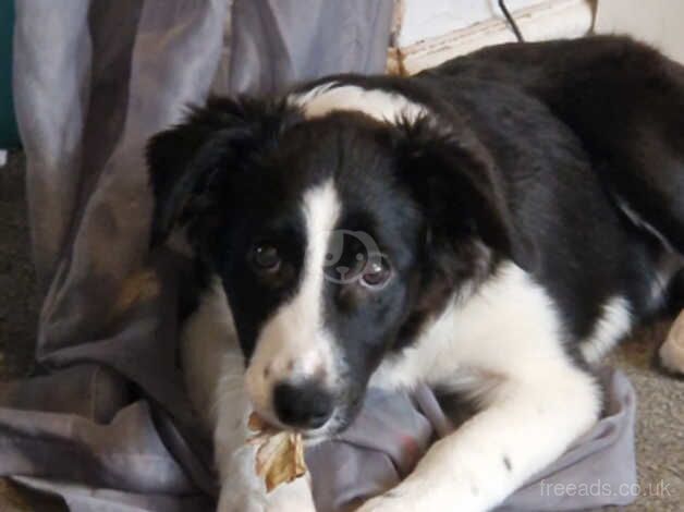 20 week old female Border Collie for sale in Manchester, Greater Manchester