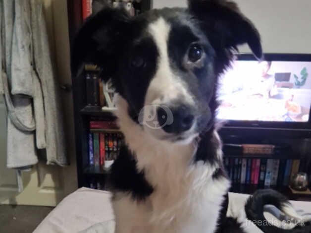 20 week old female Border Collie for sale in Manchester, Greater Manchester - Image 2