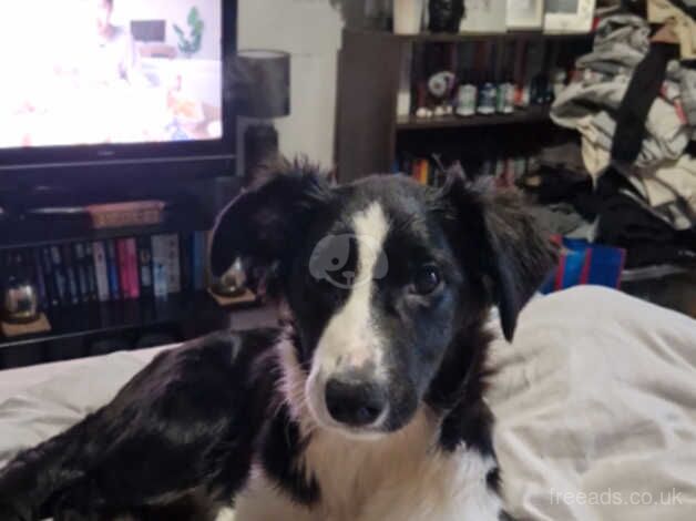 20 week old female Border Collie for sale in Manchester, Greater Manchester - Image 4