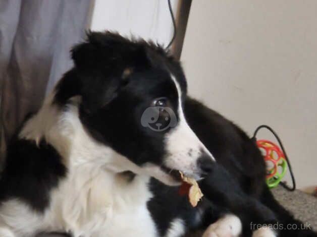 20 week old female Border Collie for sale in Manchester, Greater Manchester - Image 5