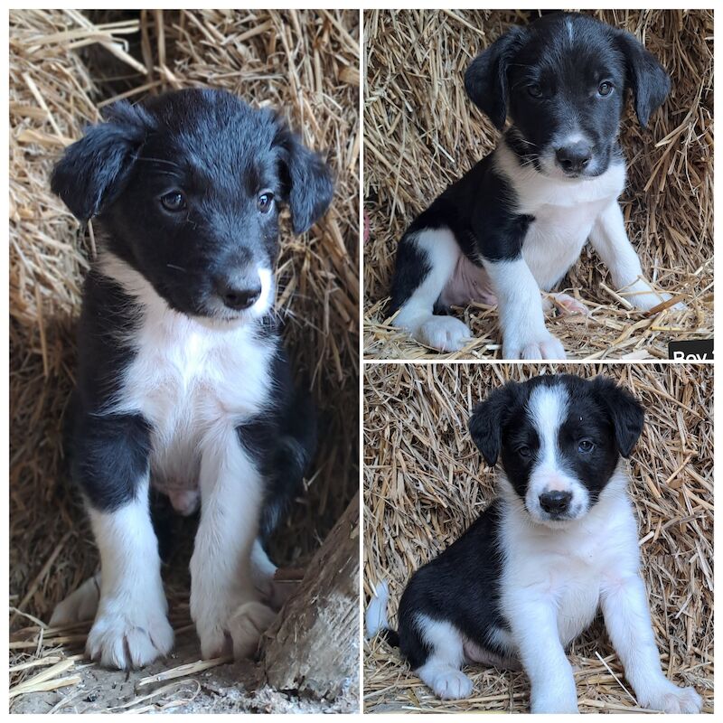 3 Border Collie Puppies for sale in Newtown/Y Drenewydd, Powys