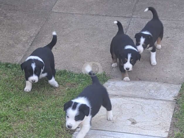 3 collie pups for sale in Strabane