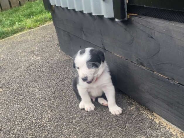 3 collie pups for sale in Strabane - Image 2