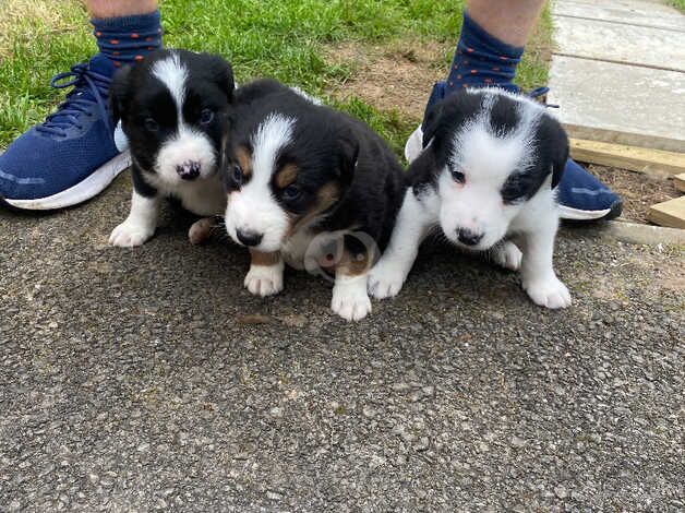 3 collie pups for sale in Strabane - Image 3