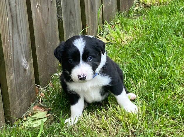 3 collie pups for sale in Strabane - Image 4