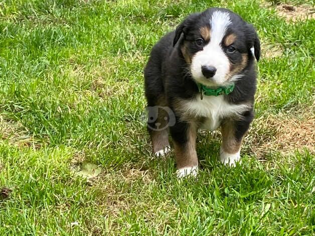 3 collie pups for sale in Strabane - Image 5