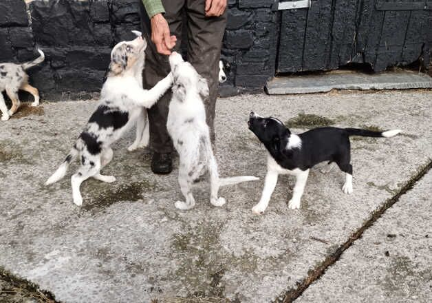 3 eye catching males left for sale in Great Torrington, Devon