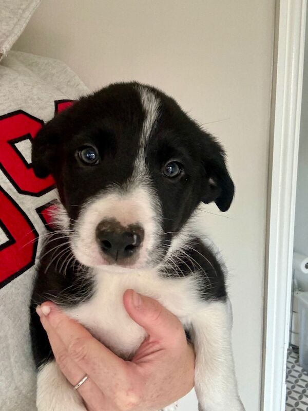 3 female Border Collie puppies for sale in Liverpool, Merseyside