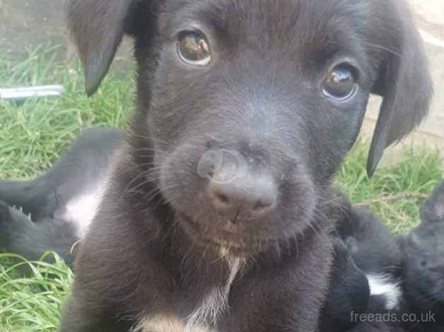 3 female border collie x rottweiler pups looking for their forever sofa for sale in Sheffield, South Yorkshire