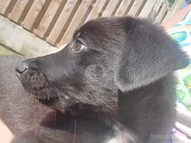 3 female border collie x rottweiler pups looking for their forever sofa for sale in Sheffield, South Yorkshire - Image 3