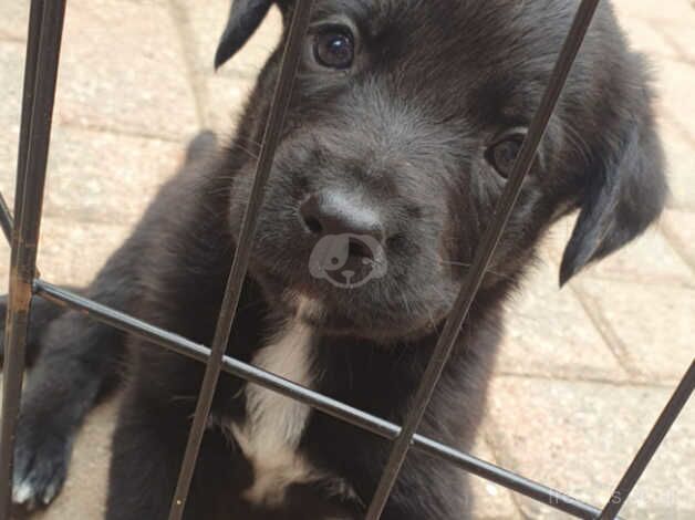 3 female border collie x rottweiler pups looking for their forever sofa for sale in Sheffield, South Yorkshire - Image 4