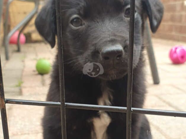 3 female border collie x rottweiler pups looking for their forever sofa for sale in Sheffield, South Yorkshire - Image 5