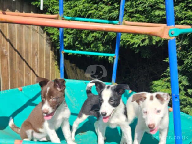 3 outstanding isds registered border collie pups for sale in Abergavenny/Y Fenni, Monmouthshire - Image 1