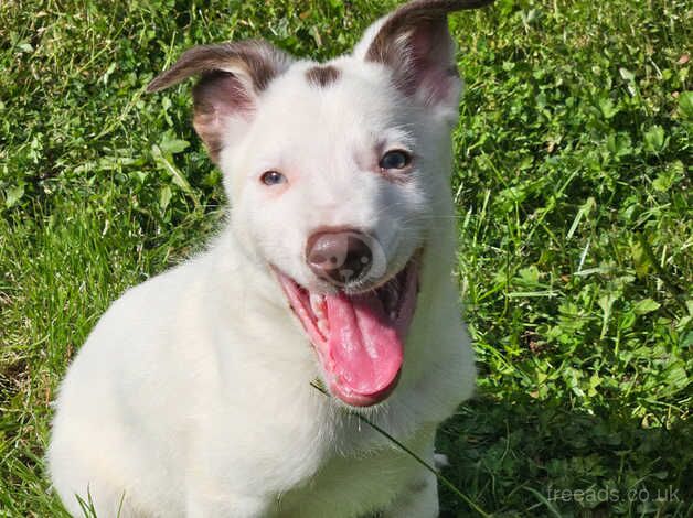 3 outstanding isds registered border collie pups for sale in Abergavenny/Y Fenni, Monmouthshire - Image 2