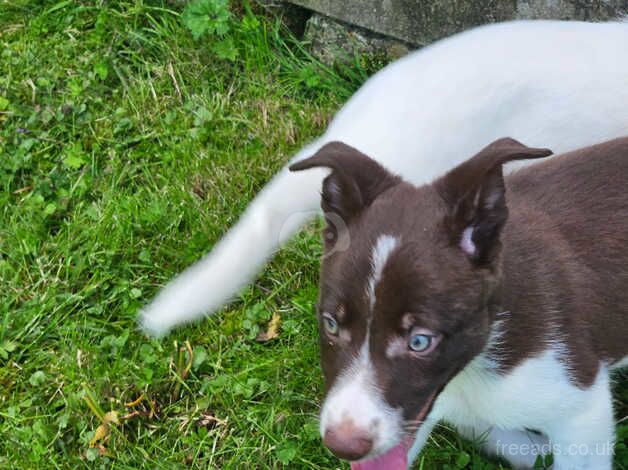 3 outstanding isds registered border collie pups for sale in Abergavenny/Y Fenni, Monmouthshire - Image 3