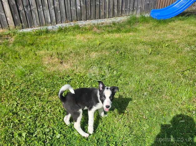 3 outstanding isds registered border collie pups for sale in Abergavenny/Y Fenni, Monmouthshire - Image 4