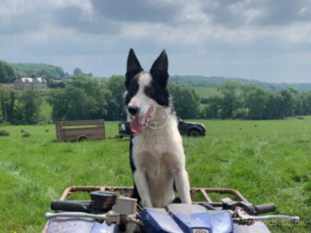 3 outstanding isds registered border collie pups for sale in Abergavenny/Y Fenni, Monmouthshire - Image 5