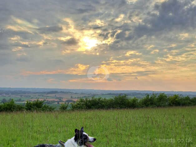 3 Year old Blue Merle looking for rural home for sale in Dunstable, Bedfordshire - Image 1