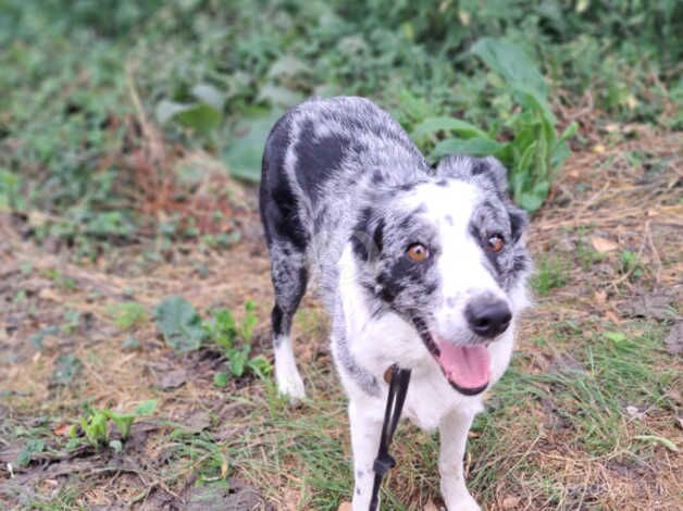 3 Year old Blue Merle looking for rural home for sale in Dunstable, Bedfordshire - Image 2