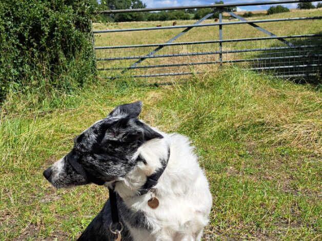 3 Year old Blue Merle looking for rural home for sale in Dunstable, Bedfordshire - Image 4