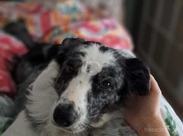 3 Year old Blue Merle looking for rural home for sale in Dunstable, Bedfordshire - Image 5