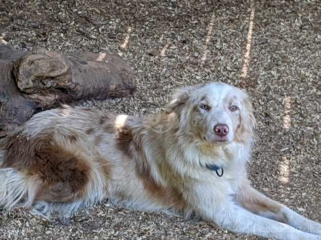 3 year old Red Merle Border Collie for sale in Towan, Cornwall