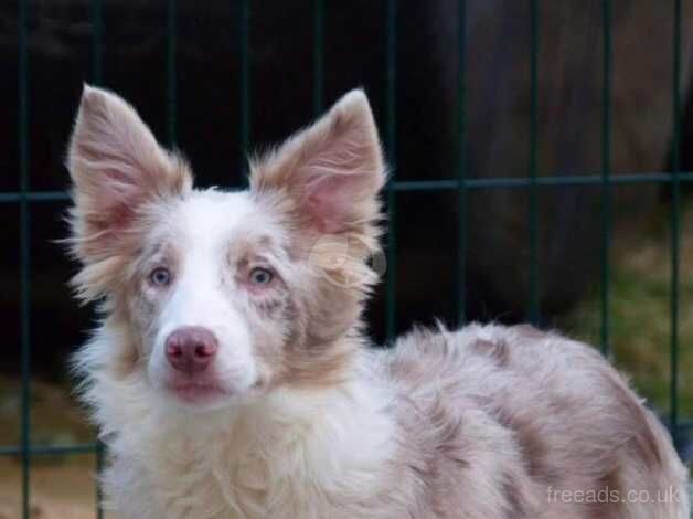 3 year old Red Merle Border Collie for sale in Towan, Cornwall - Image 3