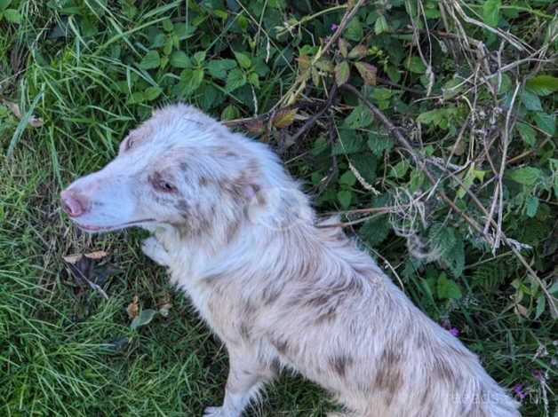 3 year old Red Merle Border Collie for sale in Towan, Cornwall - Image 4