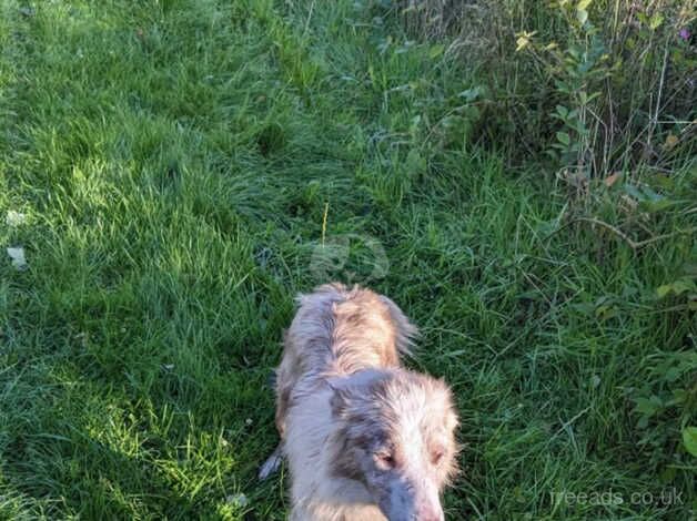 3 year old Red Merle Border Collie for sale in Towan, Cornwall - Image 5