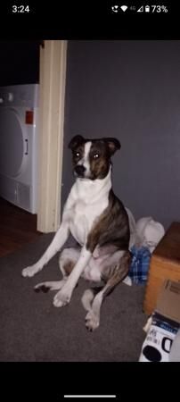 3 year old Staffie X Collie looking for forever home for sale in Llanidloes, Powys - Image 1