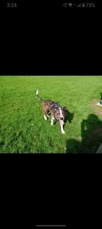 3 year old Staffie X Collie looking for forever home for sale in Llanidloes, Powys - Image 3