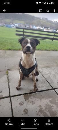 3 year old Staffie X Collie looking for forever home for sale in Llanidloes, Powys - Image 5