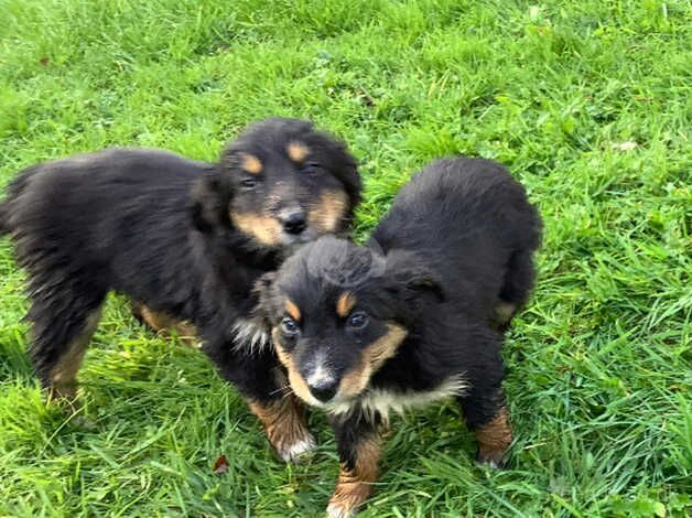 4 Adorable Puppies For Sale in Brecon/Aberhonddu, Powys - Image 1