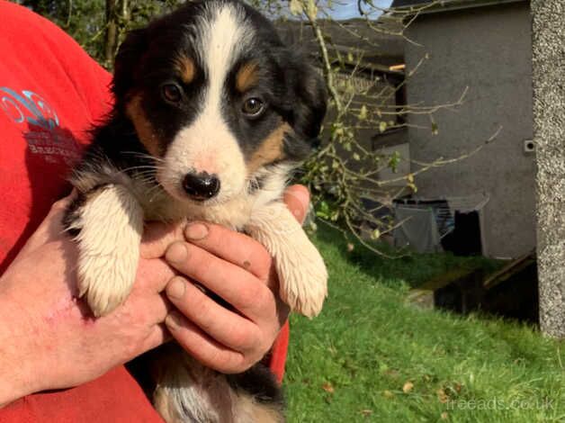 4 Adorable Puppies For Sale in Brecon/Aberhonddu, Powys - Image 5