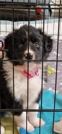 4 Border collie puppies for sale in Southport, Merseyside