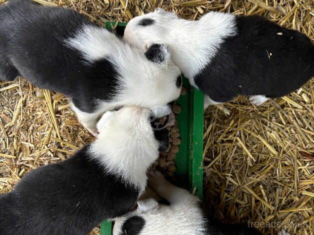 4 border collie puppies for sale in Nottingham, Nottinghamshire