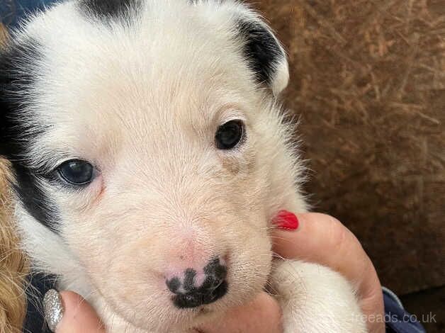 4 border collie puppies for sale in Nottingham, Nottinghamshire - Image 2