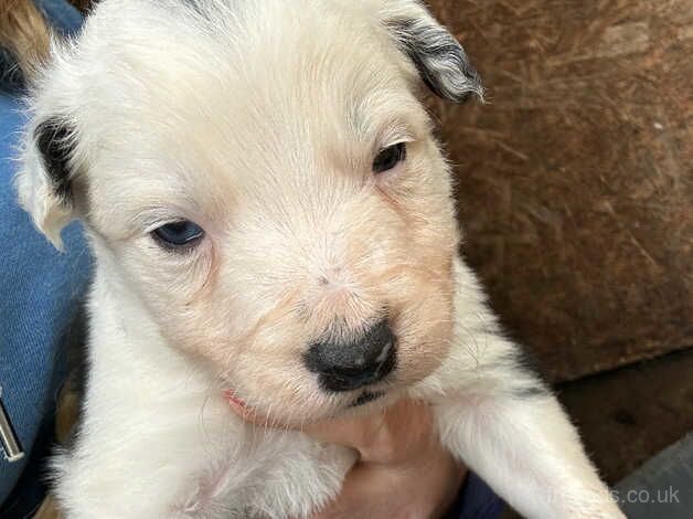 4 border collie puppies for sale in Nottingham, Nottinghamshire - Image 3