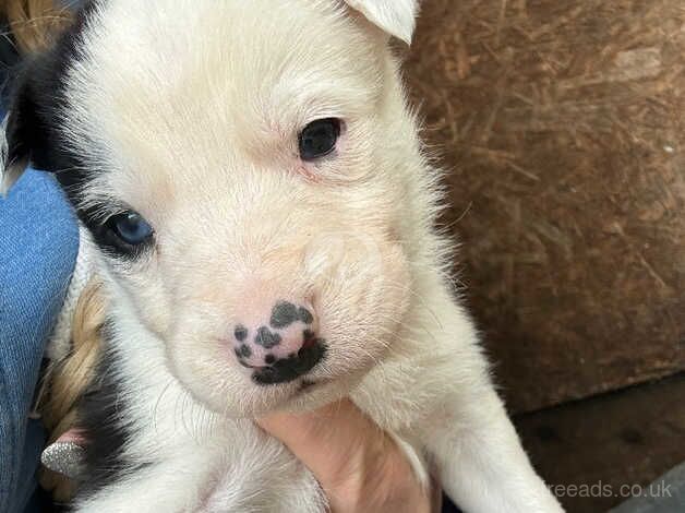 4 border collie puppies for sale in Nottingham, Nottinghamshire - Image 4