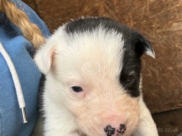 4 border collie puppies for sale in Nottingham, Nottinghamshire - Image 5