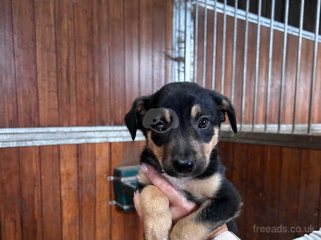 4 Border Collie Puppies for sale in Blackwood, North Lanarkshire