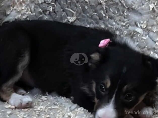 4 Border Collie Puppies for sale in Blackwood, North Lanarkshire - Image 3