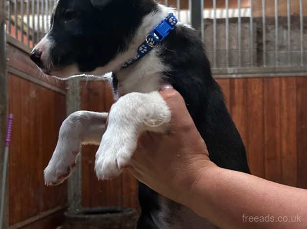 4 Border Collie Puppies for sale in Blackwood, North Lanarkshire - Image 4