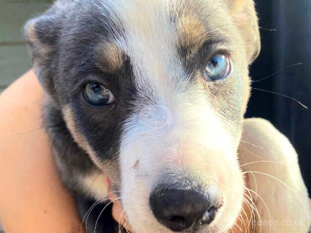 4 male border collie puppies for sale in Langport, Somerset - Image 1