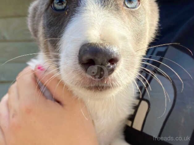 4 male border collie puppies for sale in Langport, Somerset - Image 2