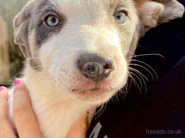 4 male border collie puppies for sale in Langport, Somerset - Image 4